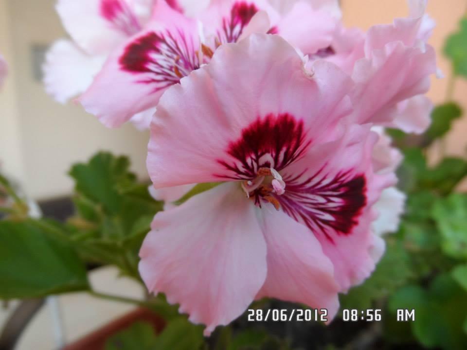 Gardenia Apartments Primorsko Bagian luar foto